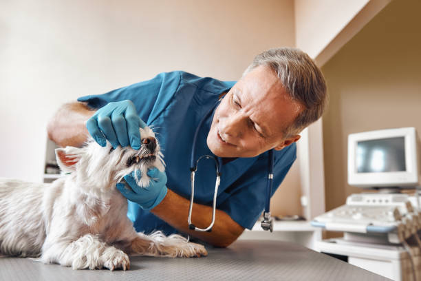 Best Emergency Root Canal Treatment in Bladensburg, MD